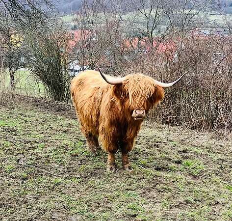 Mini Hochlandrinder - Bild 3