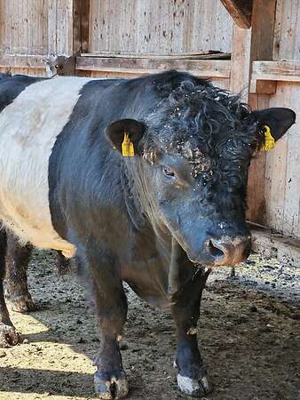 Lord Galloway Belted Stier - Bild 2