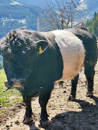 Lord Galloway Belted Stier - Bild 3