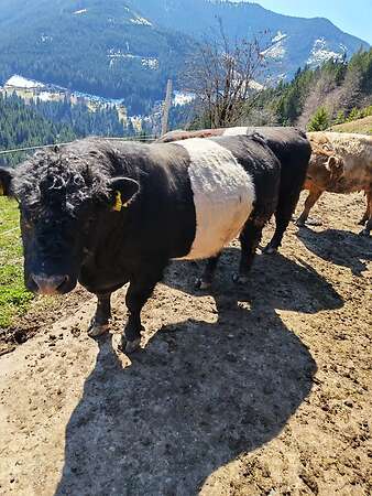 Lord Galloway Belted Stier - Bild 4