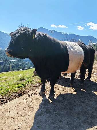 Lord Galloway Belted Stier - Bild 5