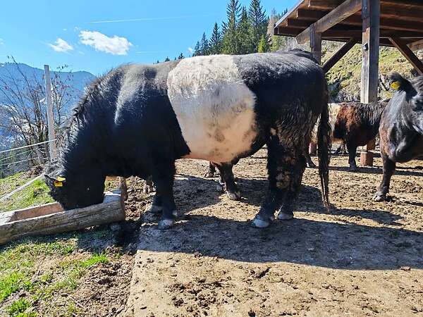 Lord Galloway Belted Stier - Bild 6