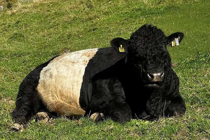 Lord Galloway Belted Stier - Bild 7