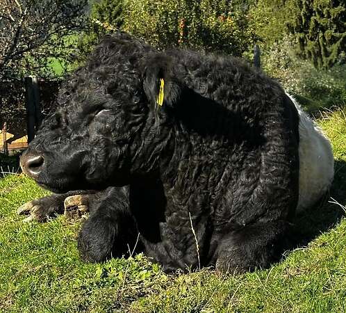 Lord Galloway Belted Stier - Bild 8