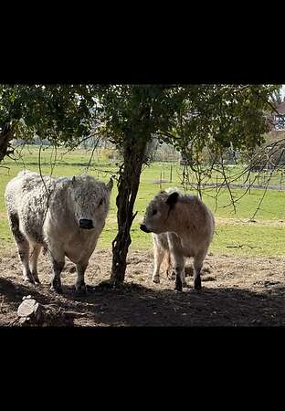 Galloway Herdbuch A Bulle - Bild 1