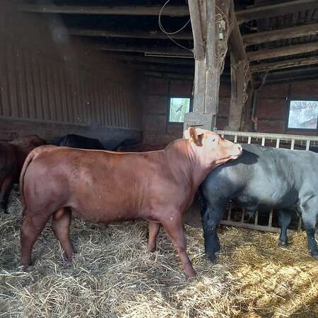 Reinrassige Deutsch Angus Bullen Bioland - Bild 1