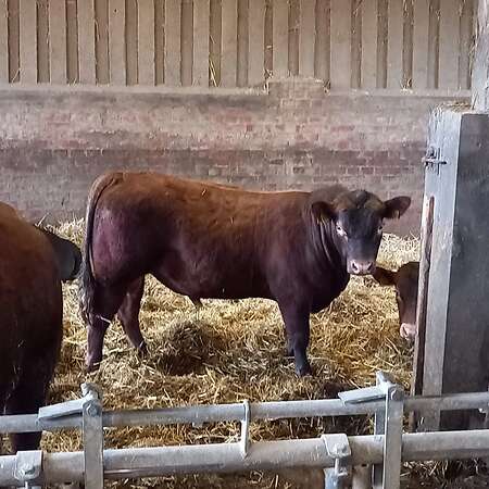 Reinrassige Deutsch Angus Bullen Bioland - Bild 2