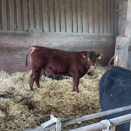 Reinrassige Deutsch Angus Bullen Bioland - Bild 3