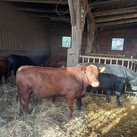 Reinrassige Deutsch Angus Bullen Bioland - Bild 4