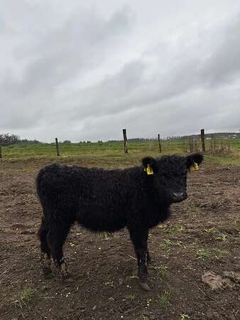 Rind black Galloway - Bild 1