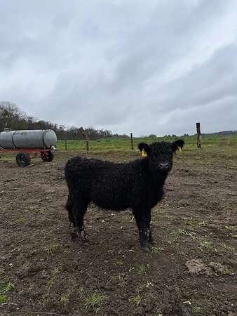 Rind black Galloway - Bild 2