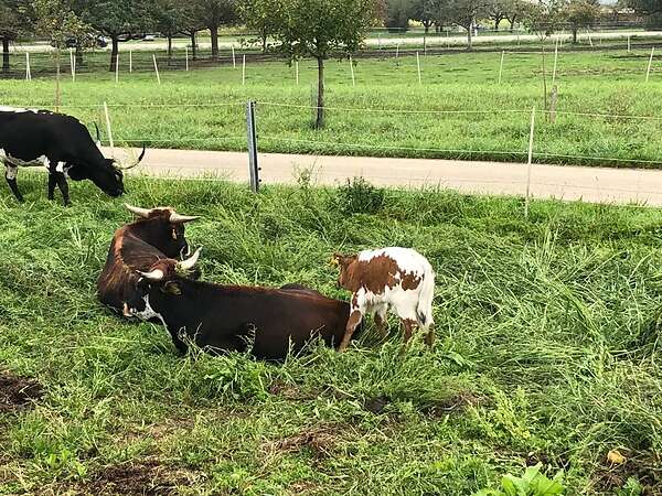 Texas Longhorn Jungbulle zu verkaufen