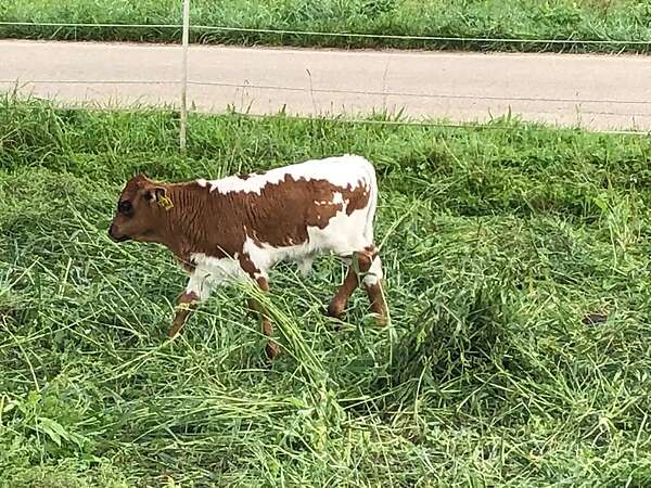 Texas Longhorn Jungbulle zu verkaufen - Bild 2