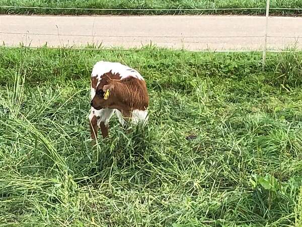 Texas Longhorn Jungbulle zu verkaufen - Bild 3