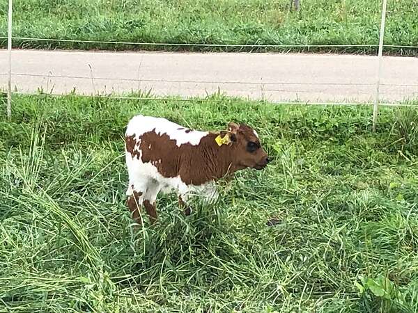 Texas Longhorn Jungbulle zu verkaufen - Bild 4