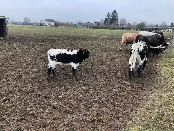 Texas Longhorn Jungbulle zu verkaufen - Bild 5