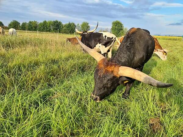 Texas Longhorn Zuchtbulle zu verkaufen - Bild 1