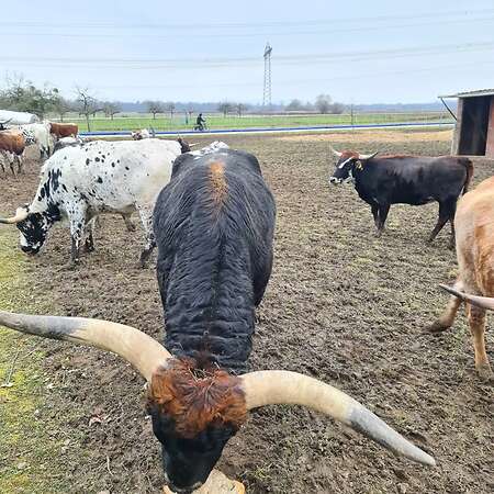 Texas Longhorn Zuchtbulle zu verkaufen - Bild 2