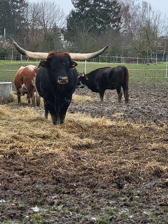 Texas Longhorn Zuchtbulle zu verkaufen - Bild 3