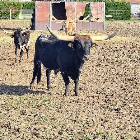 Texas Longhorn Zuchtbulle zu verkaufen - Bild 4