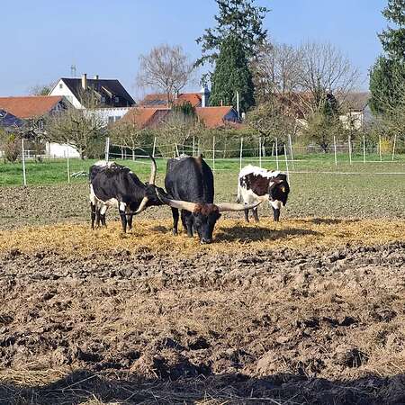 Texas Longhorn Zuchtbulle zu verkaufen - Bild 5