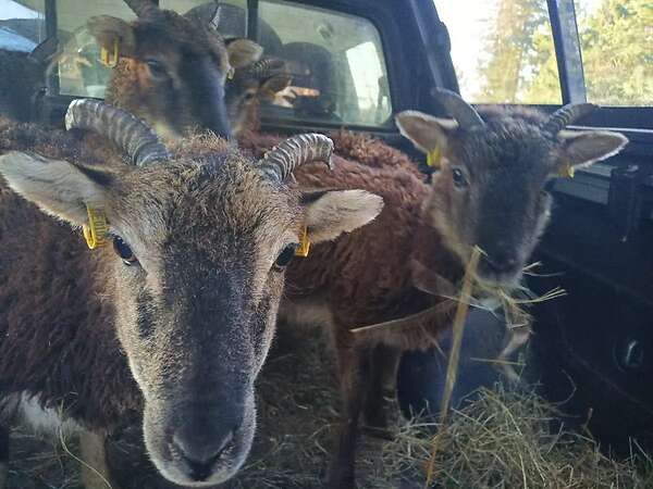 11 weibliche Soay günstig abzugeben wegen Hobbyaufgabe - Bild 1