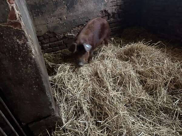 Verkaufe reinrassigen Duroc Eber - Bild 1