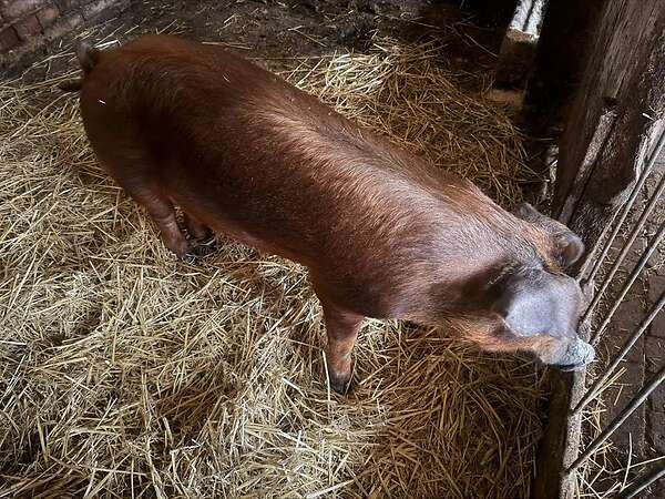 Verkaufe reinrassigen Duroc Eber - Bild 2