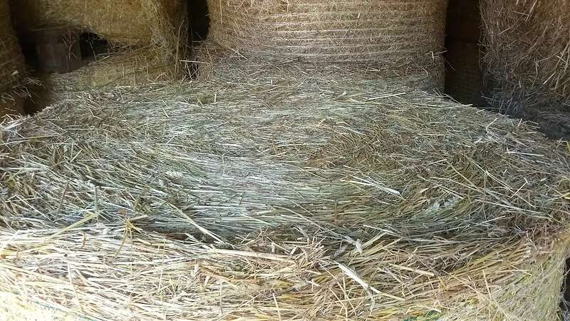 Heu Rundballenheu Rundballen Heuballen Transport - Bild 2