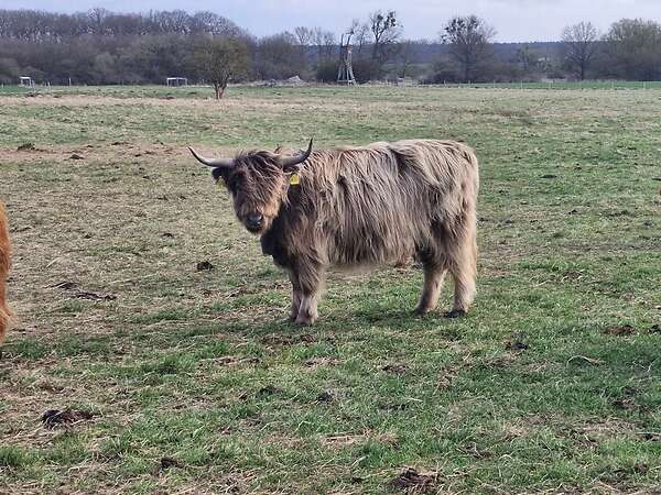 Highland Cattle Färsen zu verkaufen. Bio Betrieb. - Bild 1