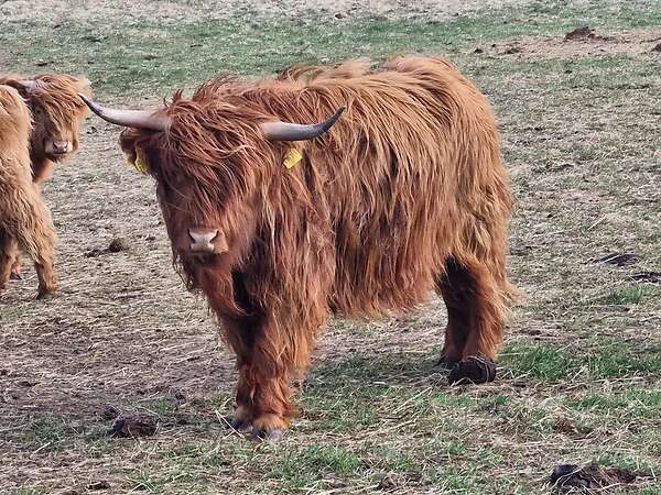 Highland Cattle Färsen zu verkaufen. Bio Betrieb. - Bild 2