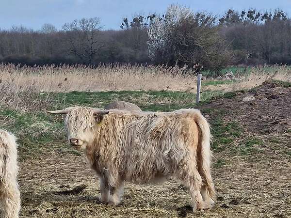 Highland Cattle Färsen zu verkaufen. Bio Betrieb. - Bild 3