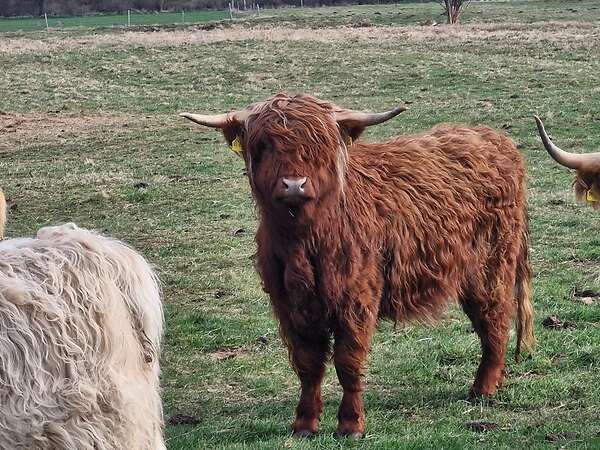 Highland Cattle Färsen zu verkaufen. Bio Betrieb. - Bild 5