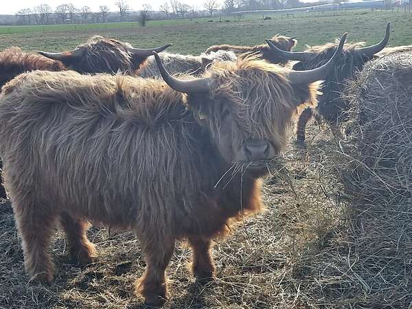 Highland Cattle Färsen zu verkaufen. Bio Betrieb. - Bild 6