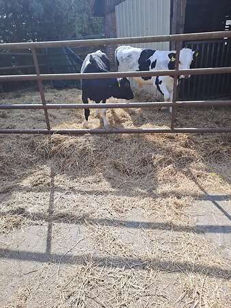 2 Futterbullen - Bild 1