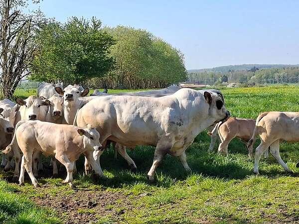 Bullen Absetzer - Bild 1