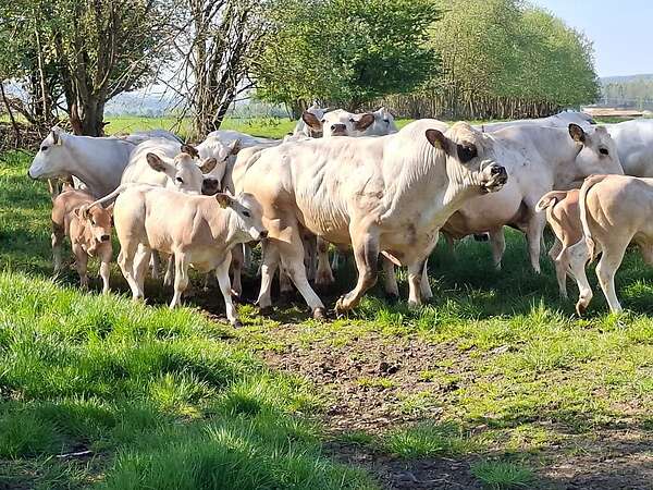 Bullen Absetzer - Bild 2