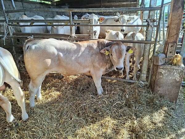 Bullen Absetzer - Bild 3