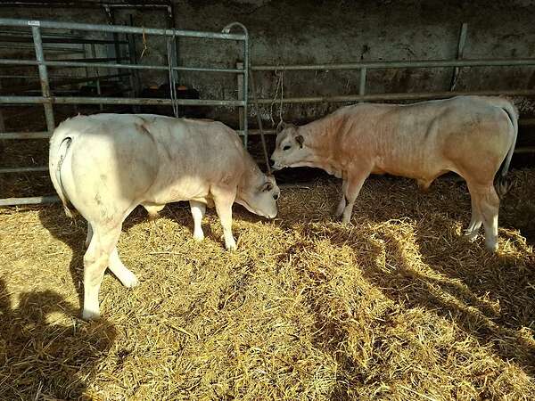 Bullen Absetzer - Bild 4