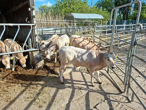 Bullen Absetzer - Bild 5