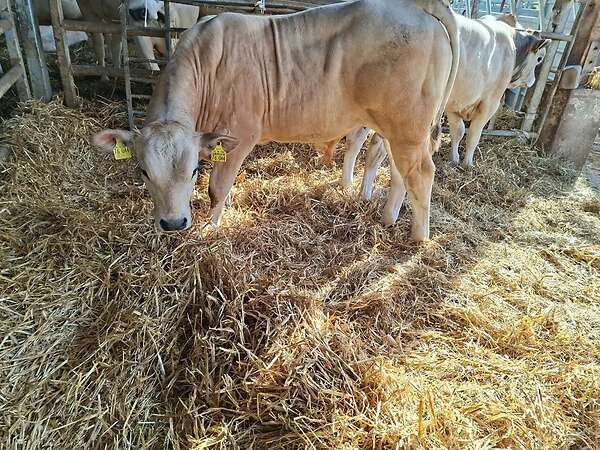 Bullen Absetzer - Bild 6