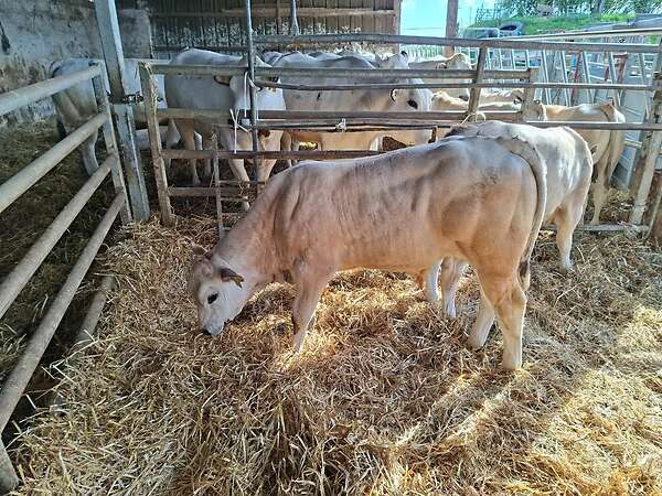 Bullen Absetzer - Bild 7