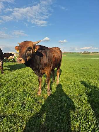 Texas Longhorn Jungbullen - Bild 1