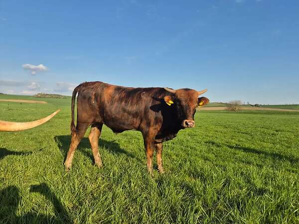 Texas Longhorn Jungbullen - Bild 2