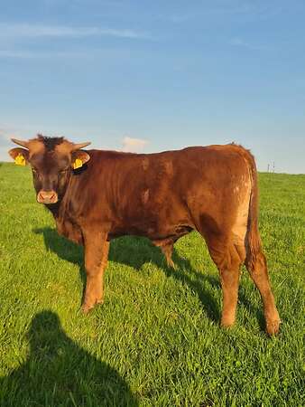 Texas Longhorn Jungbullen - Bild 3