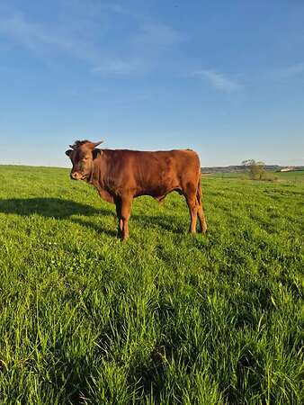 Texas Longhorn Jungbullen - Bild 4