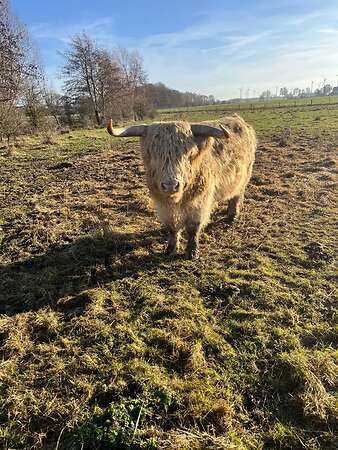 Biete einen Bio Herdbuch Bullen zum verkauf - Bild 1