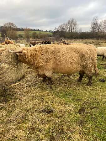 Biete einen Bio Herdbuch Bullen zum verkauf - Bild 2