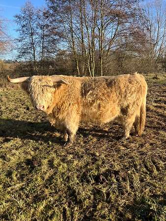 Biete einen Bio Herdbuch Bullen zum verkauf - Bild 3