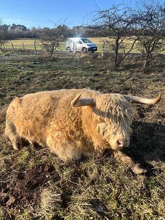 Biete einen Bio Herdbuch Bullen zum verkauf - Bild 4